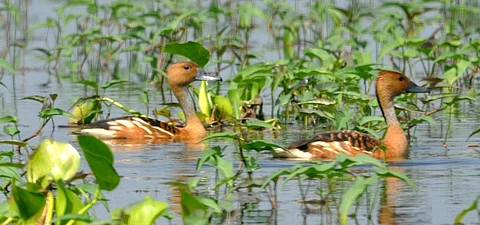Two Fulvous Whistling Ducks, a species that breeds in tropical areas including India. Photo: C K Manoj