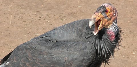 Human reproductive technologies like sperm freezing and IVF could be used to save threatened species