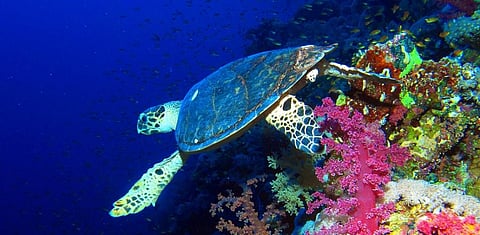 A Hawksbill turtle at Elphinstone Reef, Red Sea, Egypt. Photo: Wikimedia Commons
