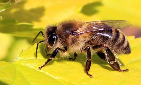 The European Honey Bee or Apis mellifera. Photo: Wikimedia Commons