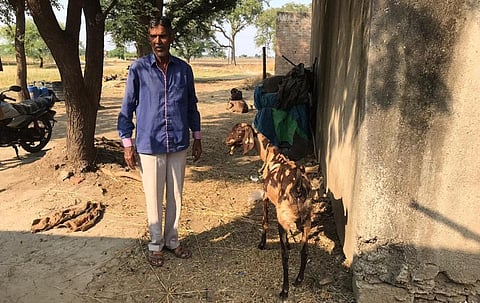 मध्य प्रदेश के रतलाम जिले के गांव नवाबगंज में मुन्ने खां ने खेती के साथ-साथ बकरी पालन भी शुरू कर दिया है। फोटो: विक्रांत भट्ट