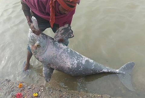 The dolphin carcass at Umanath Ghat in Barh subdivision of Patna district, before it was thrown back into the river. Photo: By special arrangement