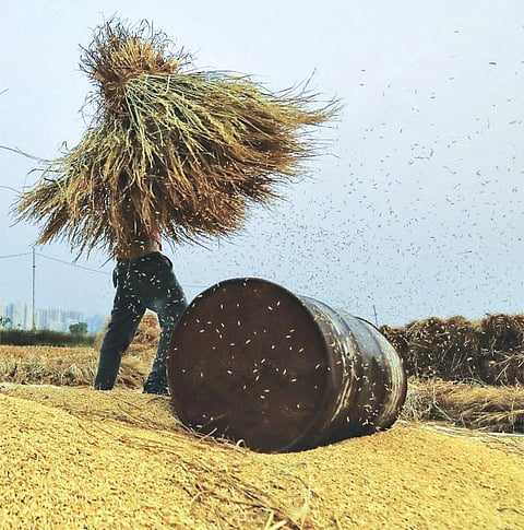 हरियाणा में पानीपत जिले के हल्दाना गांव में सूखे पौधों से बासमती धान अलग करता एक मजदूर (फोटो: विकास चौधरी / सीएसई)
