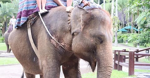 Tourists ride an elephant in Bali prior to the COVID-19 pandemic, while the mahout prods it with a bullhook. Photo: Lady Freethinker