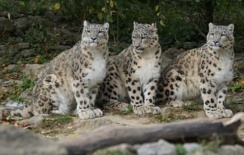 ‘One snow leopard gets killed every day’