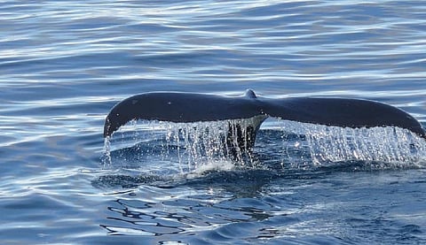 Marine protection falls short of the 2020 target to safeguard 10% of the world’s oceans. A UN treaty and lessons from Antarctica could help