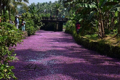 Kerala’s ‘pink phenomenon’ can choke water bodies and drains, warn scientists