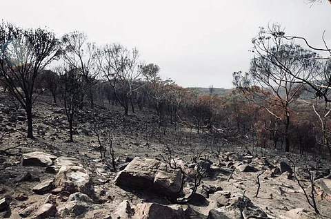 ‘I felt immense grief’: A year on from bushfires, Australian scientists need mental health support