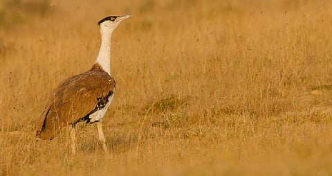 Bustard conservation: No agreement on underground power lines, ban on new projects