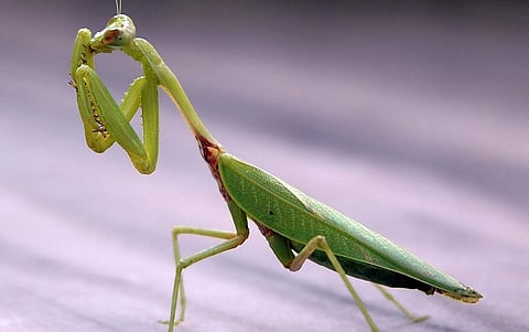 The Praying Mantis. Photo: Wikimedia Commons