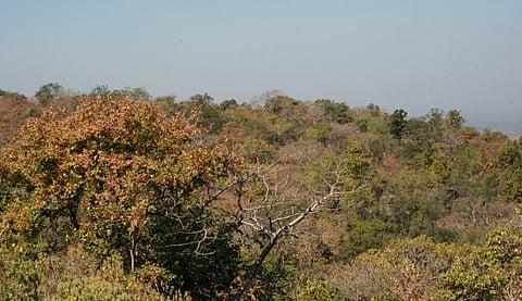 A study led by the University of Leeds tracking 300,000 trees over 30 years has found that the ability of the world’s tropical forests to remove carbon from the atmosphere is decreasing. Photo: Sunita Narain / CSE