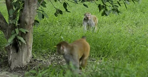 Two monkeys in a field in Muzaffarnagar district, Uttar Pradesh. Photo: Vikas Choudhary / CSE