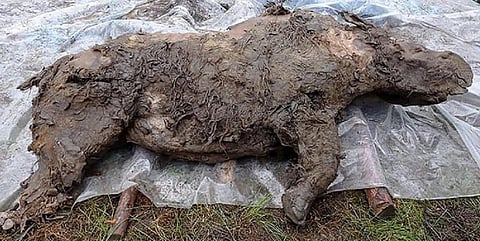 Global Eco Watch: Ice Age woolly rhino unearthed in Siberia