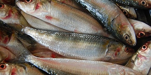 Indian oil sardine stocks show signs of revival after 5-year-long decline