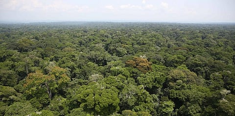 The Congo rainforest. Photo: Wikimedia Commons