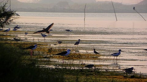 Chilika sees record number of migratory birds amid bird flu scare