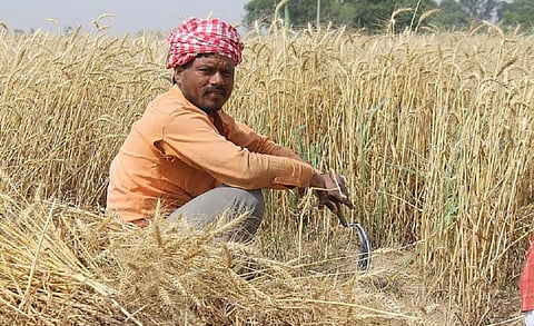 Is contract farming in India really worth it?