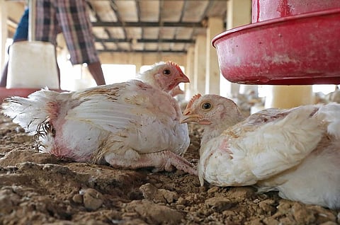 प्रतीकात्मक फोटो: विकास चौधरी