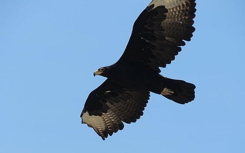 Finding space for both wind farms and eagles in South Africa