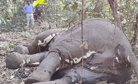 The tusker carcass in Odisha's Mayurbhanj district. Photo: Ashis Senapati