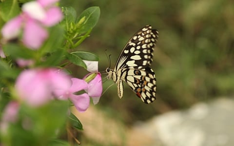 Why insects are crucial for ecological balance