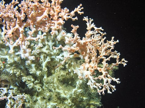 Meet Ireland’s coral: The photo was taken 800 metres below the waves. Photo: Aaron Lim