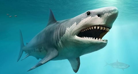 Giant ancient sharks had enormous babies that ate their siblings in the womb