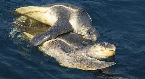 Two mating turtles at Rushikulya beach. Photo: Ashis Senapati