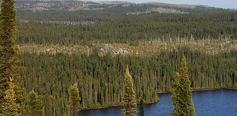 The new study says that in boreal regions like the taiga, soil moisture is now more limiting than air temperature because of recent warming. This shows that the land sink is now less reliable as a climate change mitigator. Photo: Wikimedia Commons