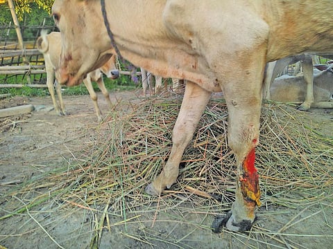 भारत में दुधारू पशुओं में यह त्वचा रोग तेजी से फैल रहा है। फोटो: अनुपम चक्रवर्ती