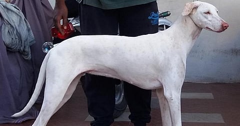Last year, PM Narendra Modi had exhorted the public to adopt indigenous breeds like Rajapalayam. However, the Animal Welfare Board of India is responsible for shutting down India’s only indigenous Dog Breeding Unit for Rajapalayams, Chippiparais and Kombais. Photo: Wikimedia Commons