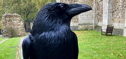 Merlina, the raven who has disappeared from the Tower of London. Photo: @TowerOfLondon / Twitter