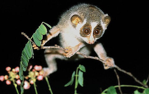 The scientific name of this species is Loris tardigradus in India’s wildlife act. But it was revised in 1998 as Loris lydekkerianus. However, this has not been updated in the law (Photograph: KAI Nekaris; istock photo)