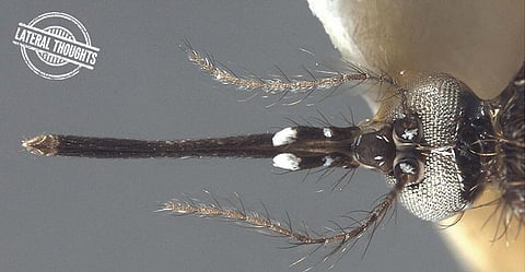 Head (dorsal view) of Aedes vittatus. Photo: Walter Reed Biosytematics Unit