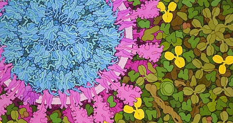 The body’s fight against COVID-19 explained using 3D-printed models