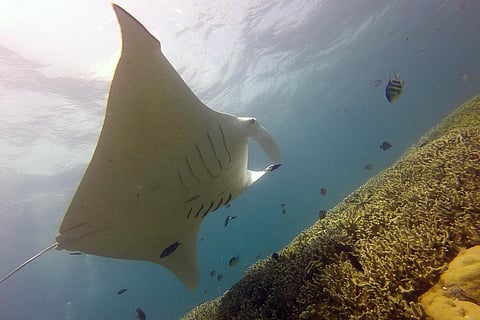 पिछले 50 वर्षों में 70 फीसदी से ज्यादा घटी शार्क और रे मछलियों की आबादी