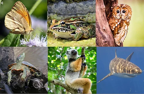 Human disturbance causes widespread disruption of animal movement