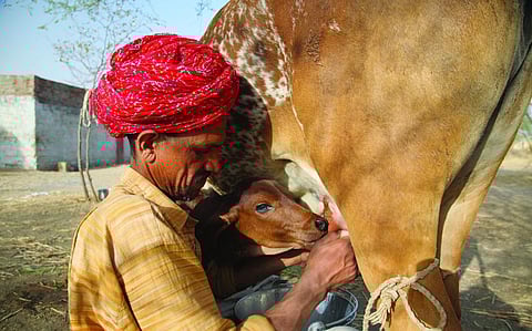 Plant-based beverages are no match for bovine milk