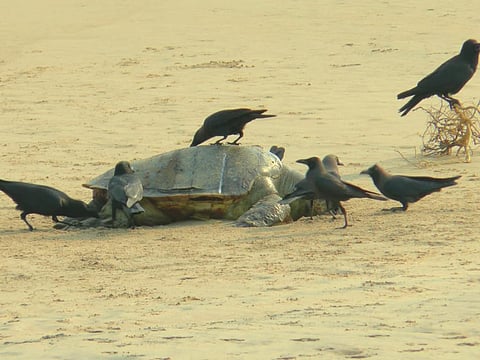 At least 800 Olive Ridleys dead in Odisha since January
