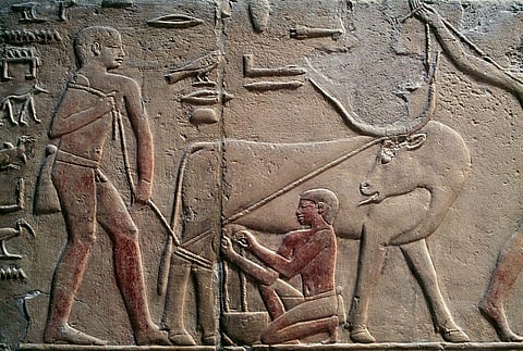 Environmental change may have played a role at the dawn of Egyptian history — here’s how