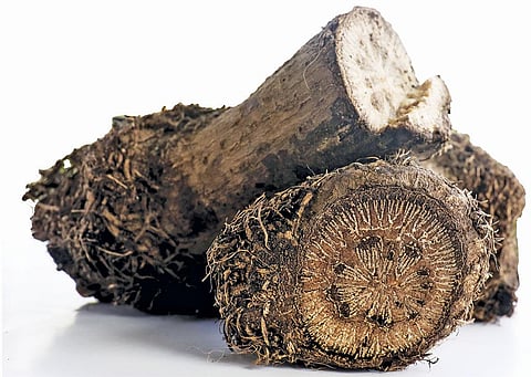 Chui grows in orchards such as those of areca palm and coconut, where the trees support the vine (Photograph: Vikas Choudhry)