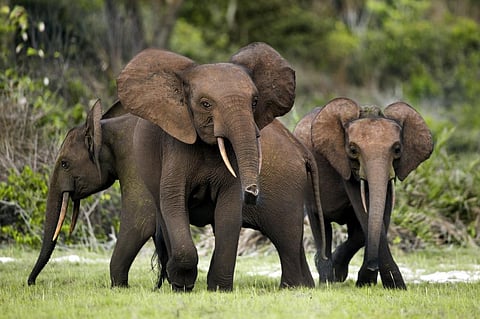 Fruit famine is causing elephants to go hungry in Gabon