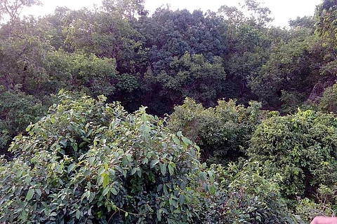 संरक्षित क्षेत्रों में 41 फीसदी कम होती है वनों की कटाई: शाेध