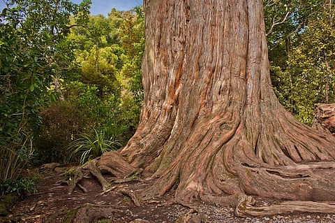 The mysterious existence of a leafless kauri stump, kept alive by its forest neighbours