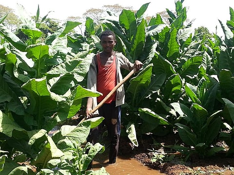 Area under tobacco cultivation in Africa rose over 3% in 6 yrs: WHO report