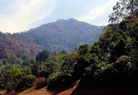 दुनिया भर के पहाड़ी इलाकों में तेजी से फैल रही पौधों की 'एलियन' प्रजातियां