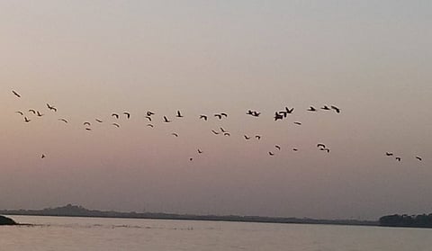 How important are migratory birds in an era of climate change