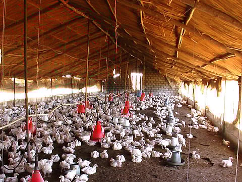 H5N8 detected in crows, bird flu alert in Bihar