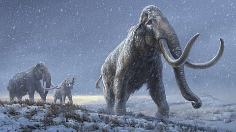 We sequenced the oldest ever DNA, from million-year-old mammoths