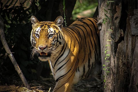 Photo : Wikimedia Commons, Bengal Tiger